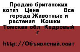 Продаю британских котят › Цена ­ 30 000 - Все города Животные и растения » Кошки   . Томская обл.,Кедровый г.